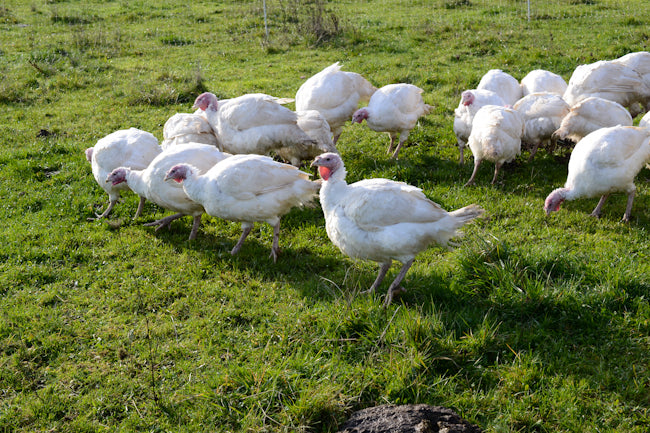 Turkey – Tagged 