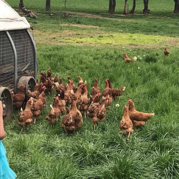 laying hens and chickens running around free in the field to eat Soy Free grain, fresh ground well water, bugs, grass, flowers, plants, just life and enjoy