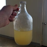 Water Kefir - multiple flavors