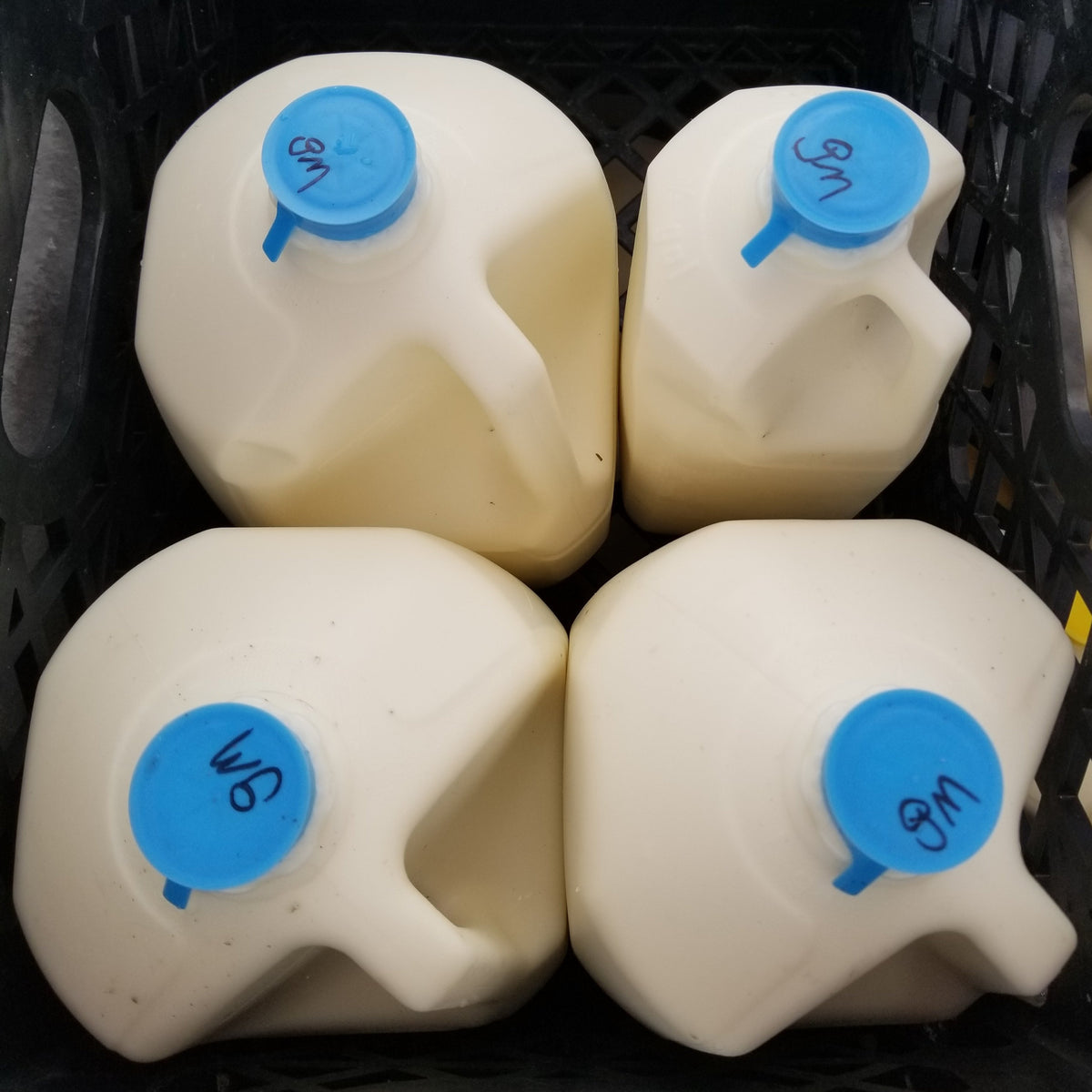 Wholesome NOVA 100% Grassfed A2 Amish Acres – Alexandria Pickup photo 15