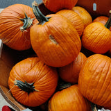 Pumpkins - Jack-O'-Lanterns Heirloom