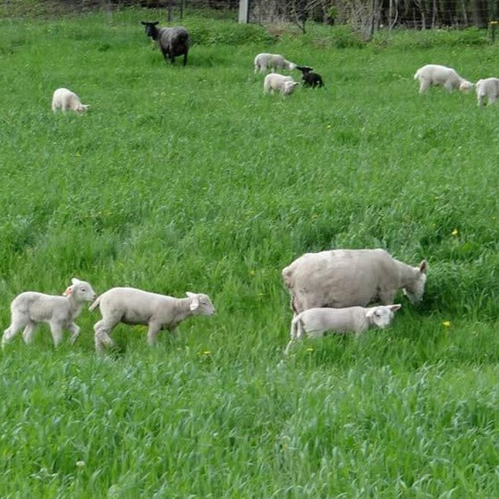 Sheep Milk wholesomenova