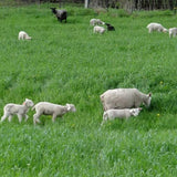 Sheep Milk